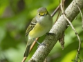 White-eyed Vireo - Cheatham Dam Right Bank - Cheatham County, TN - May 15, 2024