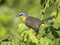 Yellow-breasted Chat