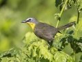 Yellow-breasted Chat - Land Between the Lakes NRA--South Welcome Station, Stewart County, Tennessee, June 12, 2024