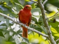 Summer Tanager