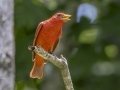 Summer Tanager - Tennessee NWR Duck River Unit Pool 2, Clear Lake, Humphreys County, Tennessee, June 3, 2024