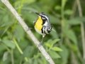 Yellow-throated Warbler - Cross Creeks NWR Pool 2 ABC, Stewart County, Tennessee, June 14, 2024