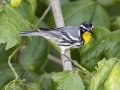 Yellow-throated Warbler - Cross Creeks NWR Pool 2 ABC, Stewart County, Tennessee, June 14, 2024