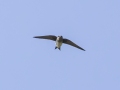 Tree Swallow