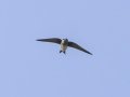 Tree Swallow Cross Creeks NWR Headquarters, Stewart, Tennessee, June 12, 2024