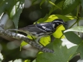 Yellow-throated Warbler