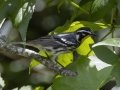 Yellow-throated Warbler - Tennessee NWR--Duck River Unit--Pool 2/Clear Lake, Humphreys, Tennessee, June 3, 2024