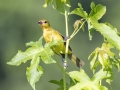 Orchard Oriole - Land Between the Lakes NRA--South Welcome Station, Stewart, Tennessee, United States, June 27, 2024