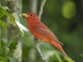 Summer Tanager