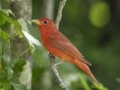 Summer Tanager - Tennessee NWR Duck River Unit Pool 2, Clear Lake, Humphreys County, Tennessee, June 3, 2024