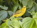 Yellow Warbler - Cross Creeks NWR Pool 2 ABC, Stewart County, Tennessee, June 14, 2024