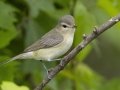 Warbling Vireo - Barkley Wildlife Management Area - Stewart County - TN, April 25, 2024