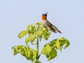 Ruby-throated Hummingbird