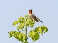 Ruby-throated Hummingbird - Land Between the Lakes NRA--South Welcome Station, Stewart County, Tennessee, June 27, 2024