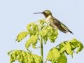 Ruby-throated Hummingbird - Land Between the Lakes NRA--South Welcome Station, Stewart County, Tennessee, June 27, 2024