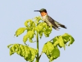 Ruby-throated Hummingbird