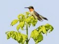 Ruby-throated Hummingbird - Land Between the Lakes NRA--South Welcome Station, Stewart County, Tennessee, June 27, 2024