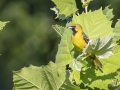 Orchard Oriole - Land Between the Lakes NRA--South Welcome Station, Stewart, Tennessee, United States, June 27, 2024