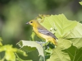 Orchard Oriole - Land Between the Lakes NRA--South Welcome Station, Stewart, Tennessee, United States, June 27, 2024