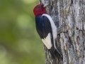 Red-headed Woodpecker - Paris Landing, Henry County, Tennessee, June 24, 2024