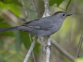 Gray Catbird - Barkley Wildlife Management Area - Stewart County - TN, April 25, 2024