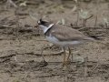 Semipalmated Plover  - Cross Creeks NWR--Pool 2/ABC, Stewart County, TN, May 25, 2024