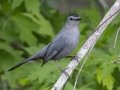 Gray Catbird - Barkley Wildlife Management Area - Stewart County - TN, April 25, 2024