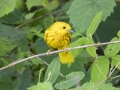 Yellow Warbler