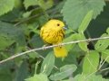 Yellow Warbler - Cross Creeks NWR Pool 2 ABC, Stewart County, Tennessee, June 14, 2024