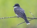 Eastern Kingbird - Tennessee NWR--Duck River Unit--Pool 2/Clear Lake, Humphreys, Tennessee, United States, June 3, 2024