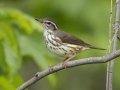 Louisiana Waterthrush - Barkley Wildlife Management Area - Stewart County - TN, April 25, 2024