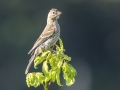 House Finch - Land Between the Lakes NRA--South Welcome Station, Stewart, Tennessee, United States, June 27, 2024