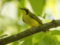 Kentucky Warbler -  Barkley Wildlife Management Area - Stewart County - TN, May 1, 2024