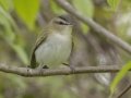 Red-eyed Vireo - Barkley Wildlife Management Area - Stewart County - TN, April 25, 2024