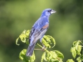 Blue Grosbeak - Land Between the Lakes NRA--South Welcome Station, Stewart, Tennessee, United States, June 27, 2024