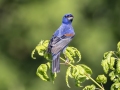 Blue Grosbeak - Land Between the Lakes NRA--South Welcome Station, Stewart, Tennessee, United States, June 27, 2024