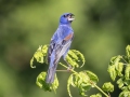 Blue Grosbeak - Land Between the Lakes NRA--South Welcome Station, Stewart, Tennessee, United States, June 27, 2024