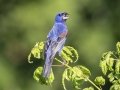 Blue Grosbeak - Land Between the Lakes NRA--South Welcome Station, Stewart, Tennessee, United States, June 27, 2024