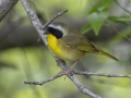 Common Yellowthroat - Barkley Wildlife Management Area - Stewart County - TN, April 25, 2024