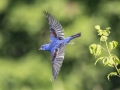 Blue Grosbeak - Land Between the Lakes NRA--South Welcome Station, Stewart, Tennessee, United States, June 27, 2024