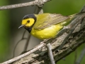 Hooded Warbler- Barkley Wildlife Management Area - Stewart County - TN, April 25, 2024