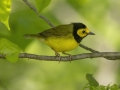 Hooded Warbler- Barkley Wildlife Management Area - Stewart County - TN, April 25, 2024
