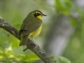 Kentucky Warbler- Barkley Wildlife Management Area - Stewart County - TN, April 25, 2024