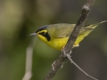 Kentucky Warbler- Barkley Wildlife Management Area - Stewart County - TN, April 25, 2024