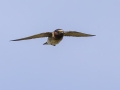 Cliff Swallow - US-TN-Dover-108 Petty St, Stewart County, TN, May 28, 2024