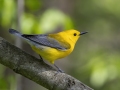 Prothonotary Warbler- Barkley Wildlife Management Area - Stewart County - TN, April 26, 2024