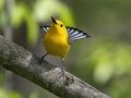 Prothonotary Warbler- Barkley Wildlife Management Area - Stewart County - TN, April 26, 2024