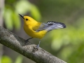 Prothonotary Warbler- Barkley Wildlife Management Area - Stewart County - TN, April 26, 2024