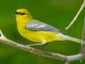 Blue-winged Warbler - Dunbar Cave SP, Clarksville, Montgomery County, Tennessee, May 1 2024