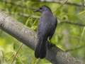 Gray Catbird - Barkley Wildlife Management Area - Stewart County - TN, April 26, 2024
